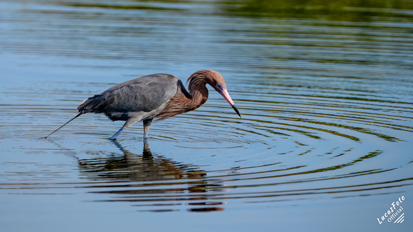 Reddish Egret
