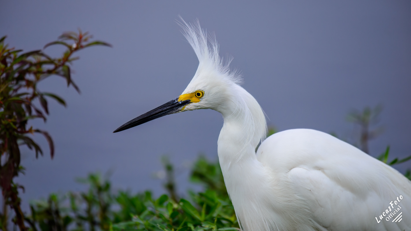 Snowy Egret