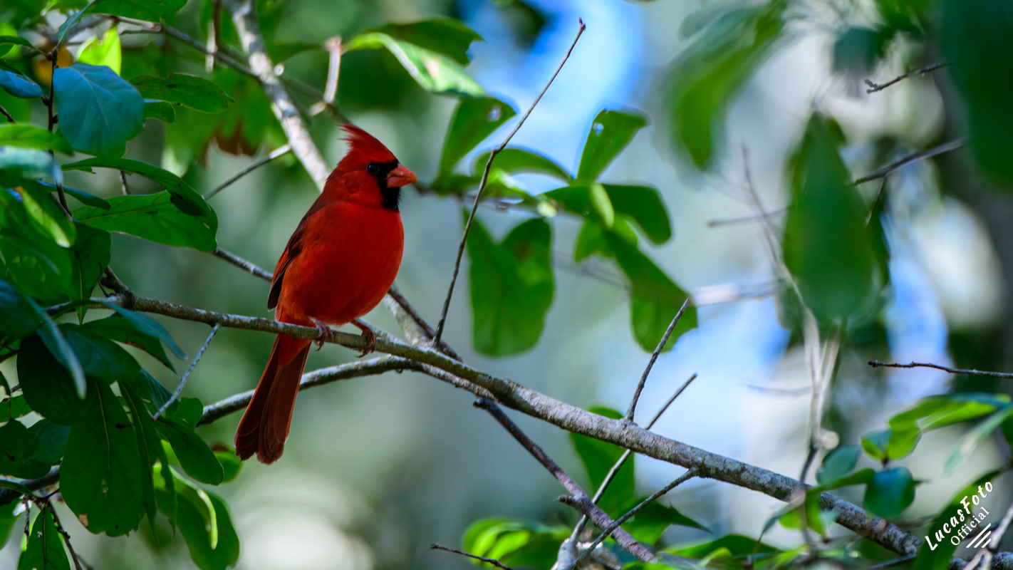 Northern Cardinal