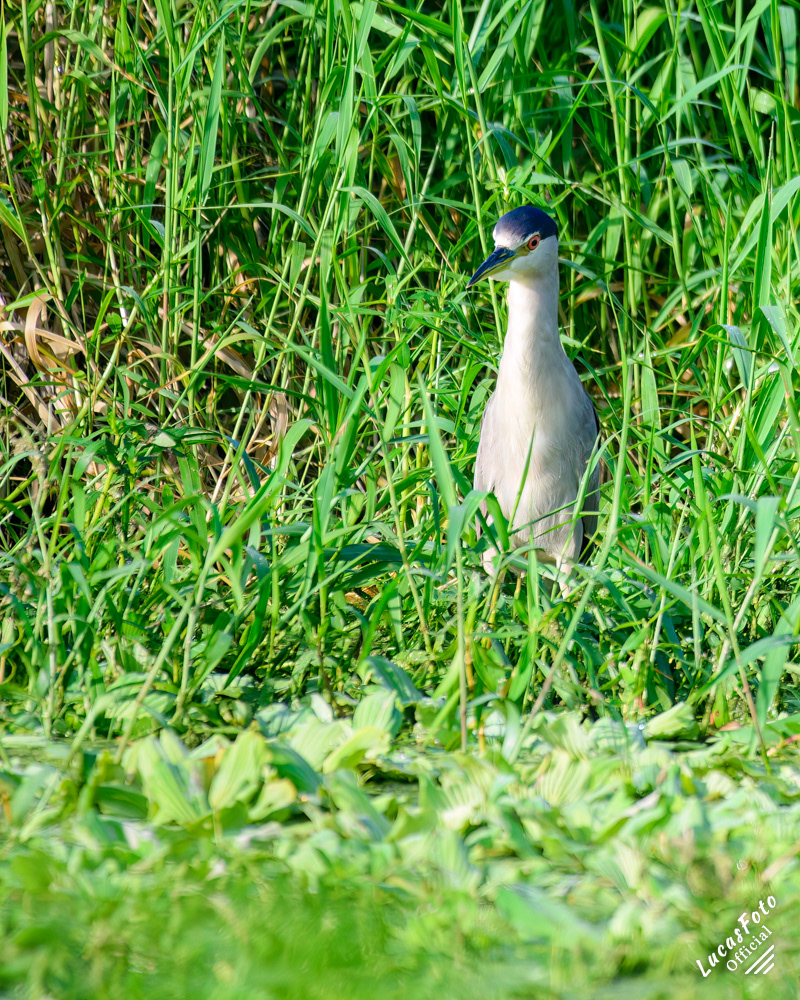 Black-crowned Night Heron