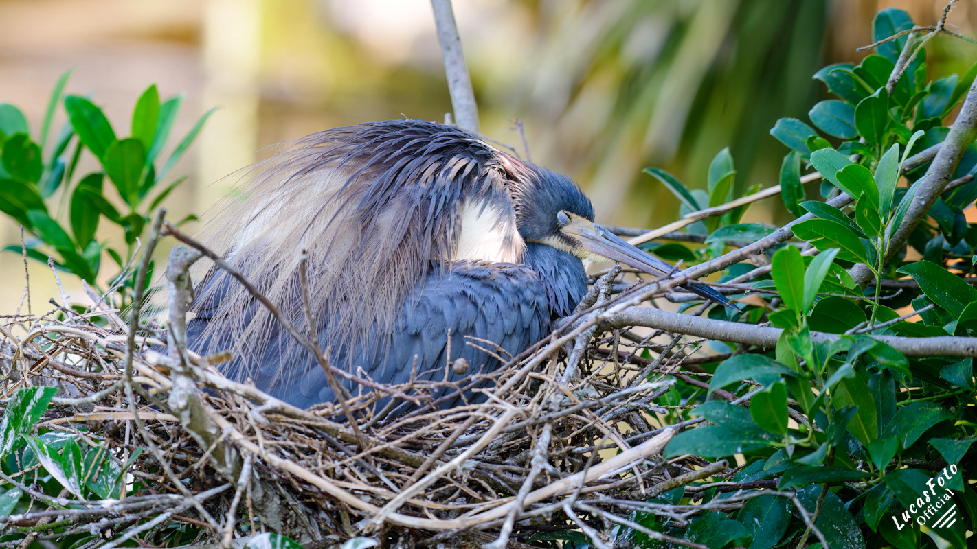 Tricolored Heron