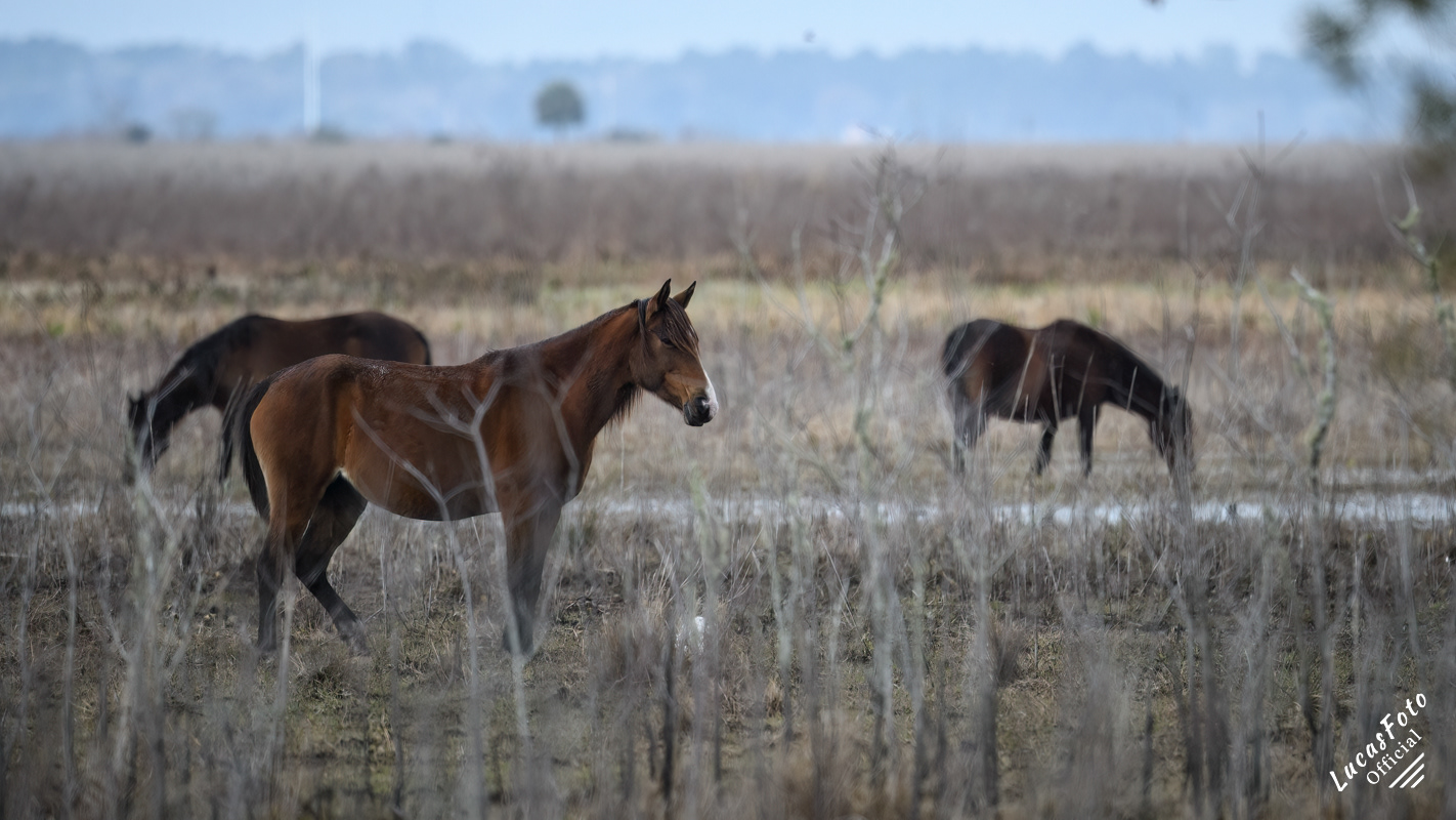 Wild Horse
