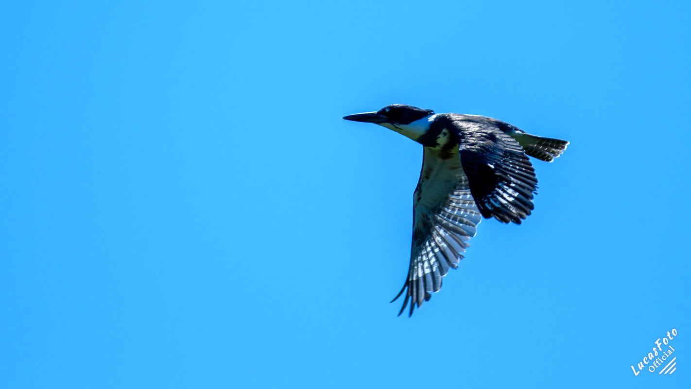 Belted Kingfisher