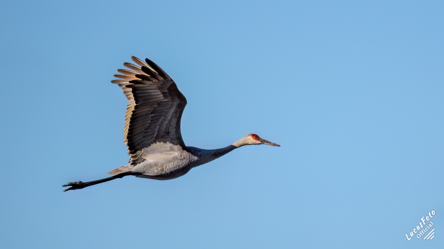 Sandhill Crane