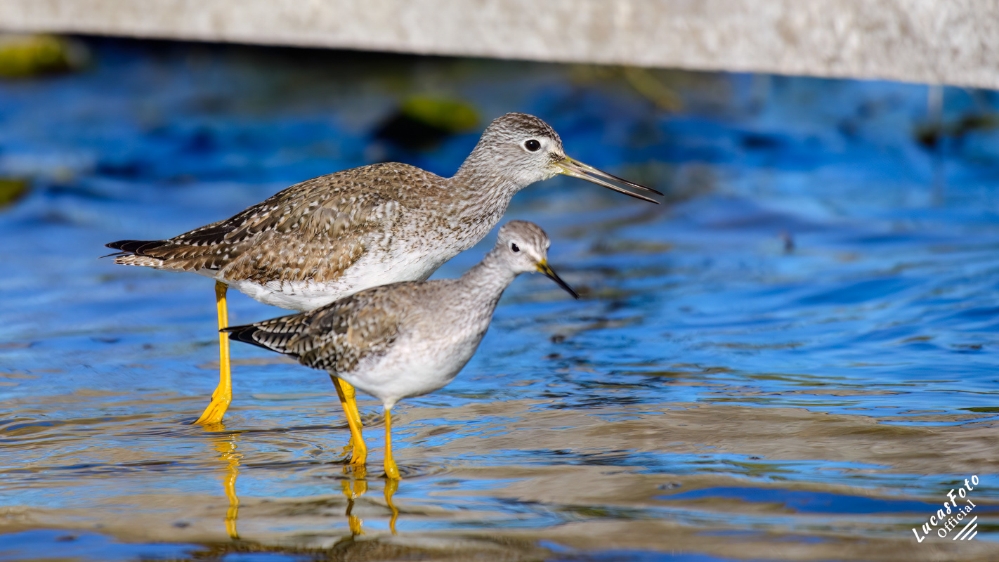 Greater Yellowlegs