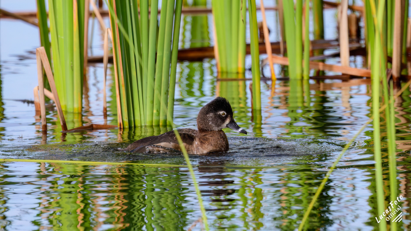 Ring-necked Duck