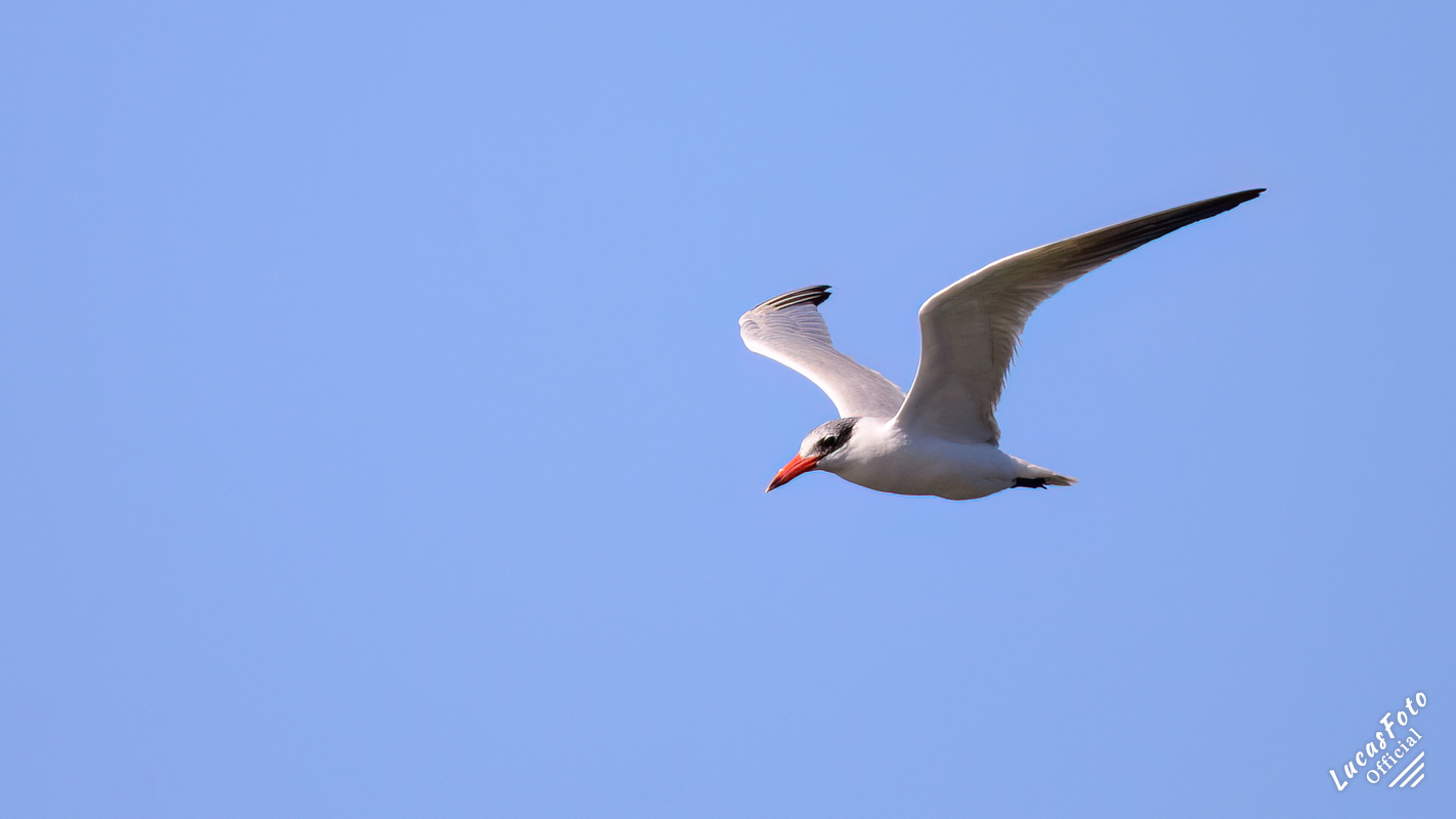 Caspian Tern