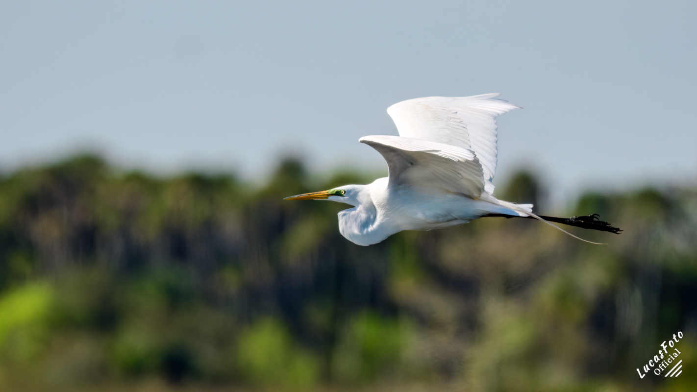Great Egret