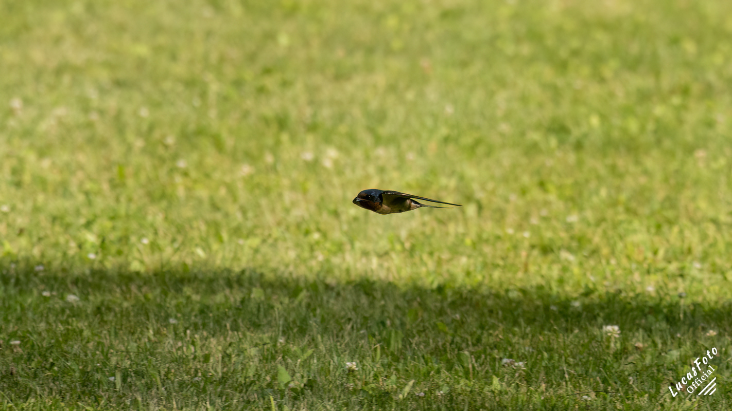 Barn Swallow