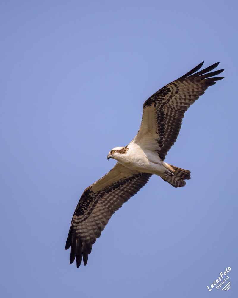 Osprey
