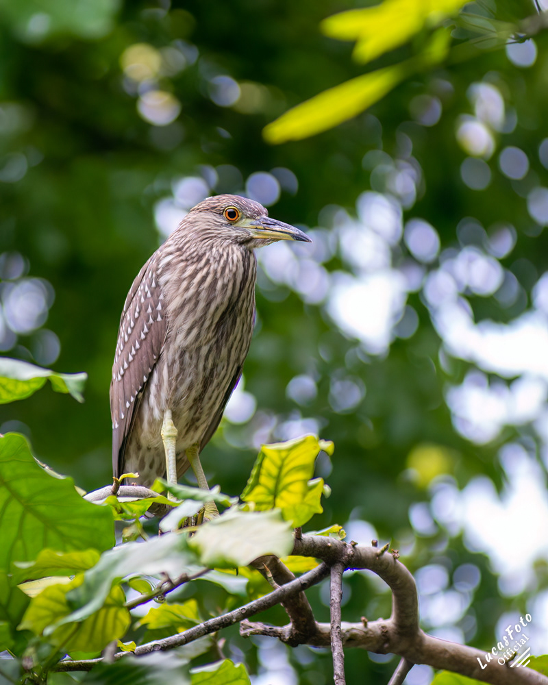Black-crowned Night Heron