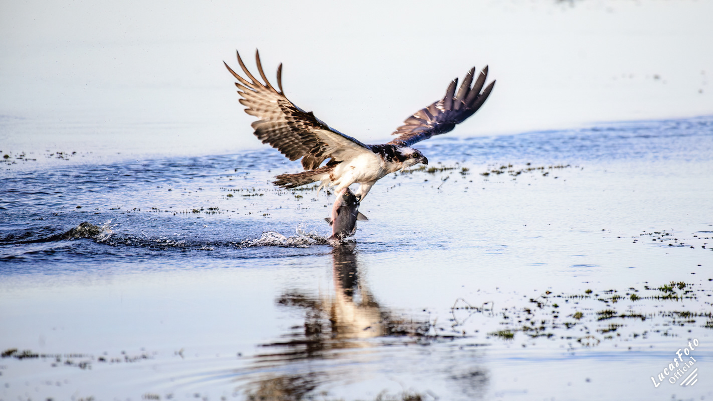 Osprey