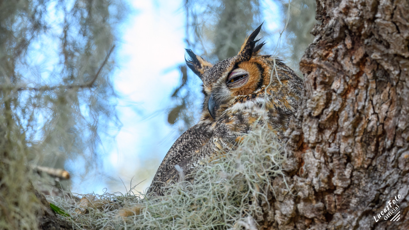 Great Horned Owl