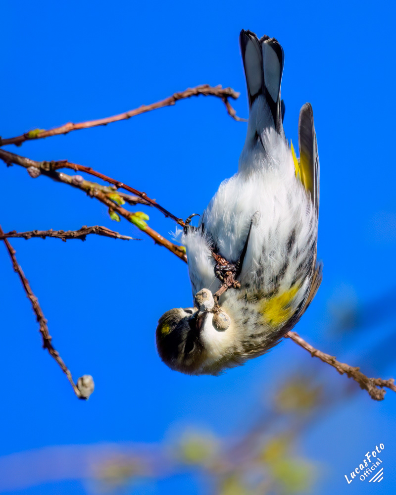 Yellow-rumped Warbler