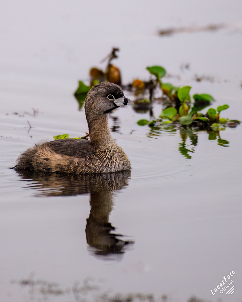 Pied-billed Grebe