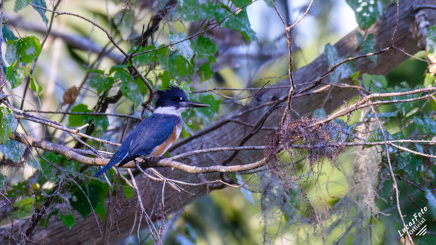 Belted Kingfisher