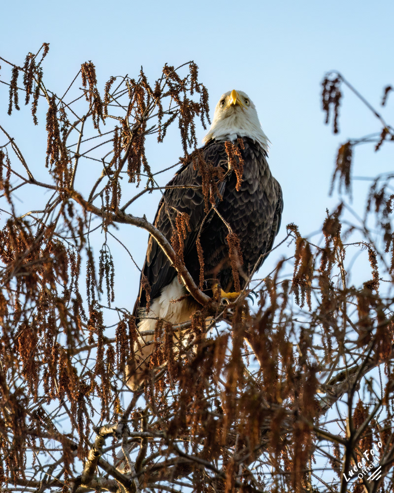 Bald Eagle