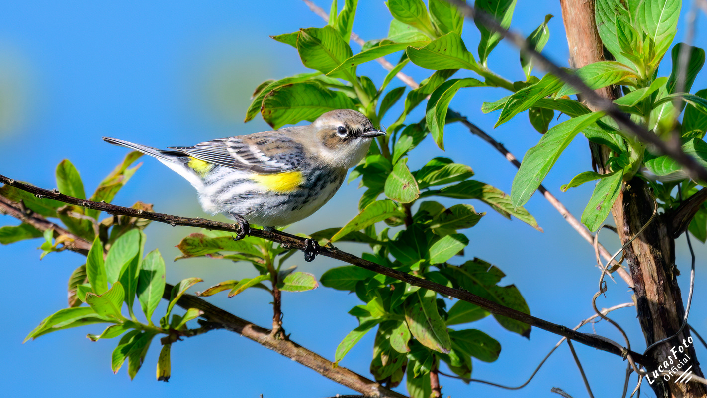 Yellow-rumped Warbler