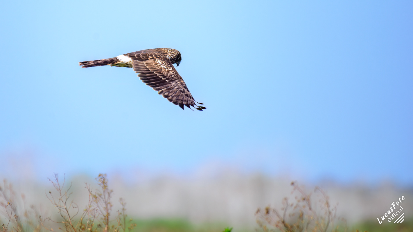 Northern Harrier