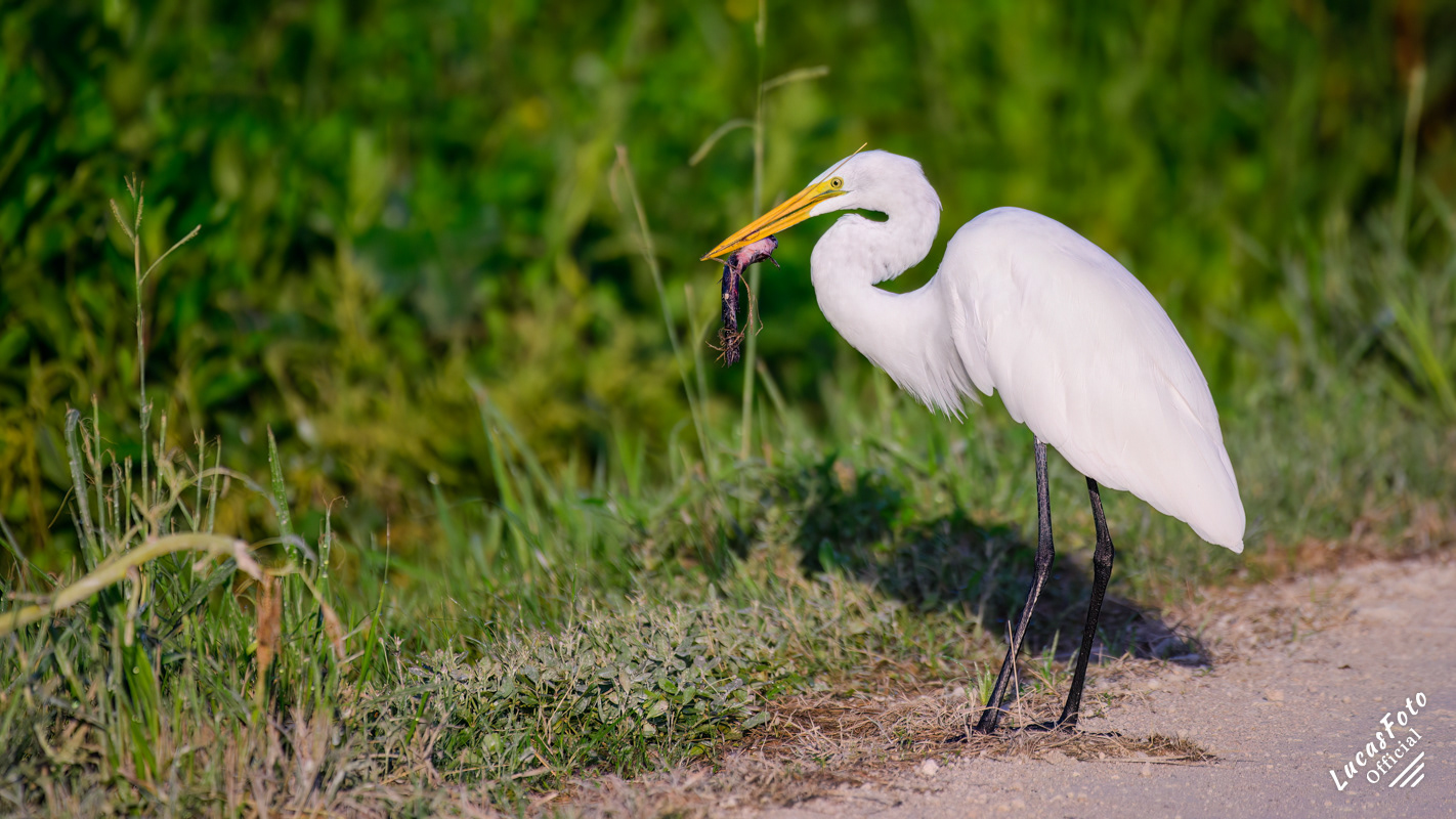 Great Egret