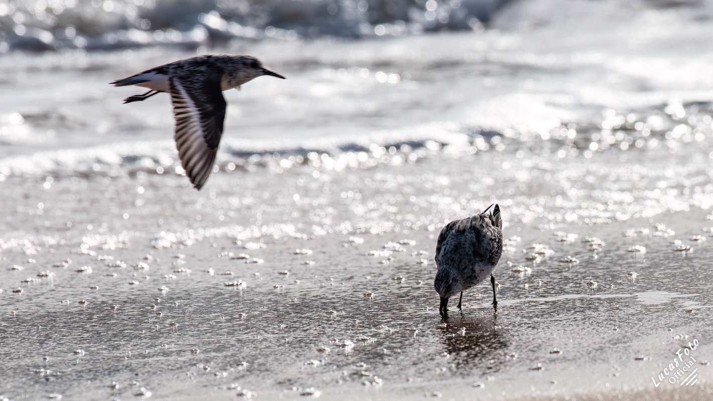 Sanderling