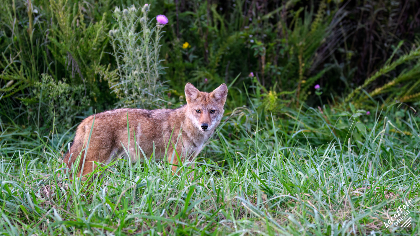 Coyote