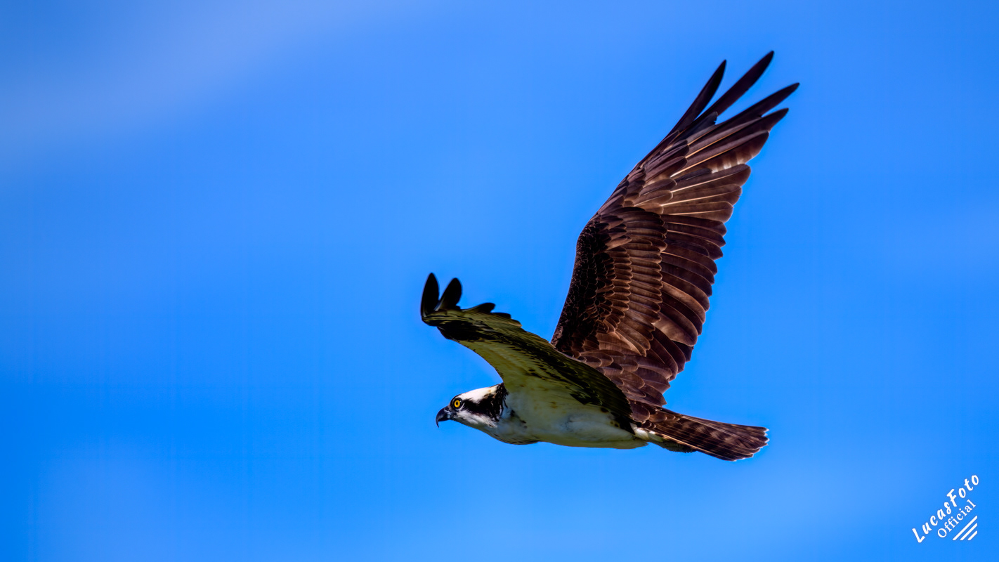 Osprey