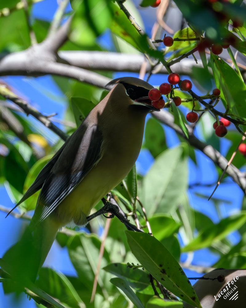 Cedar Waxwing