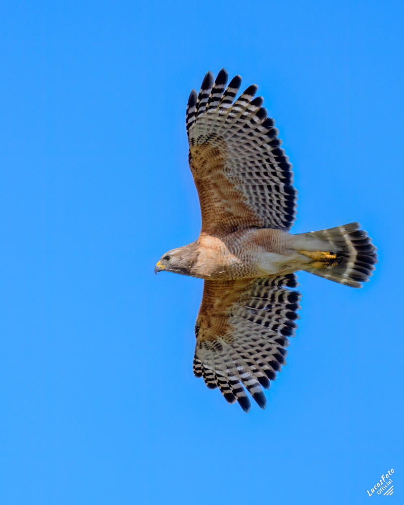 Red-shouldered Hawk