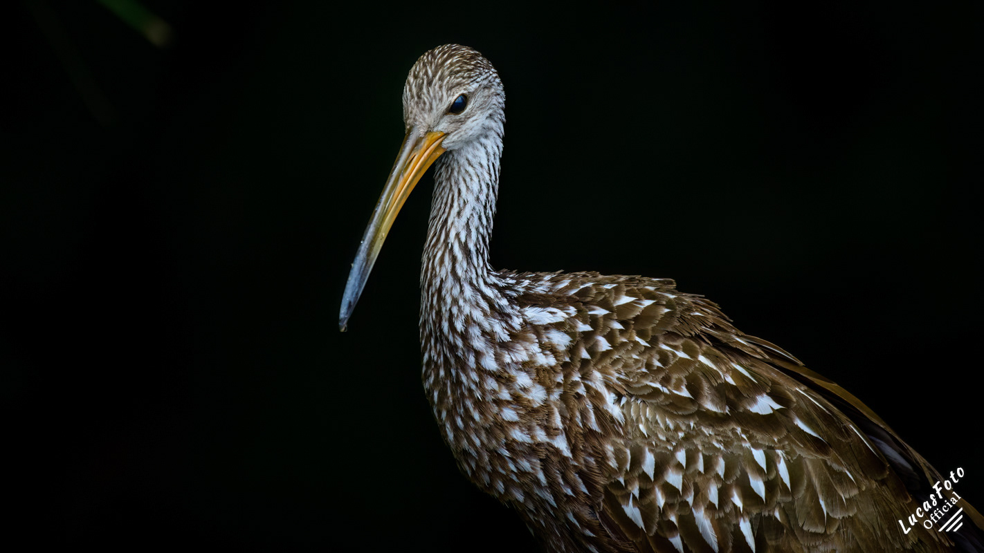 Limpkin
