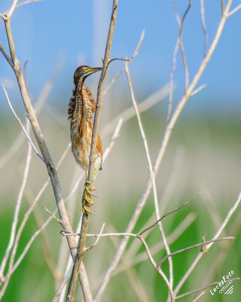 Least Bittern