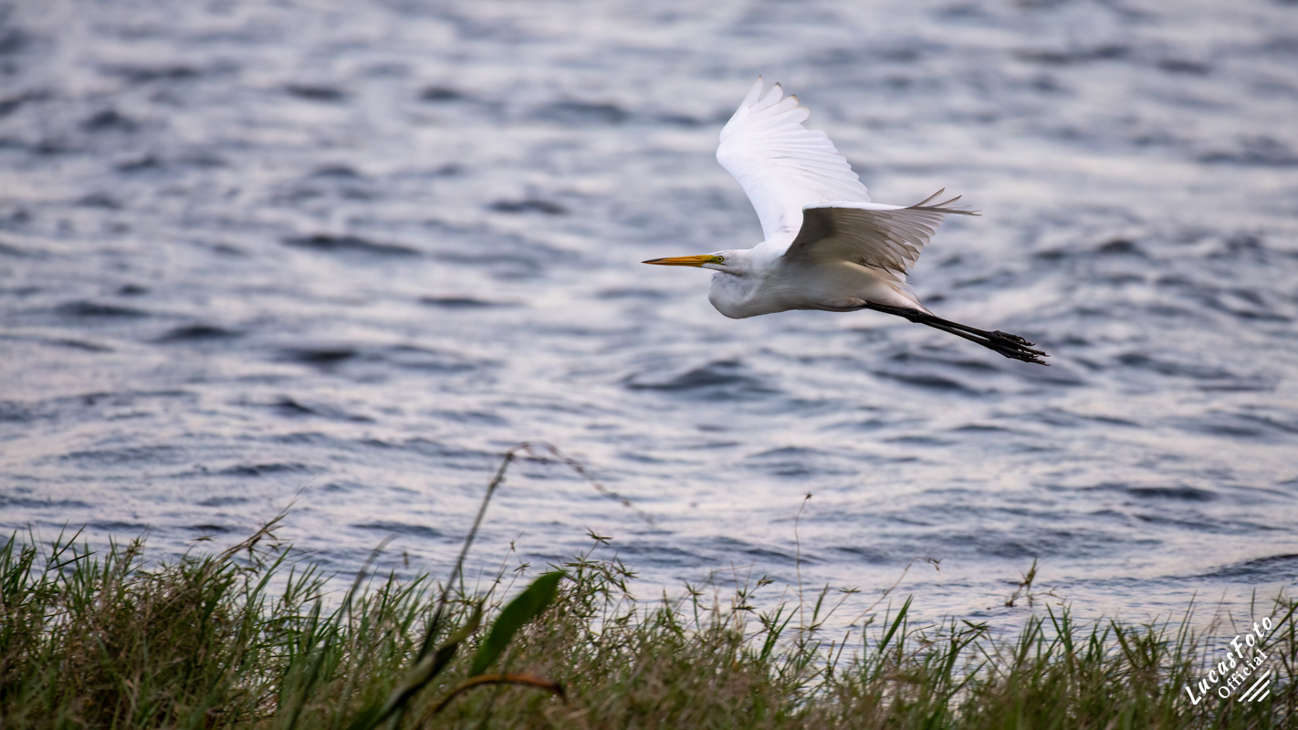 Great Egret