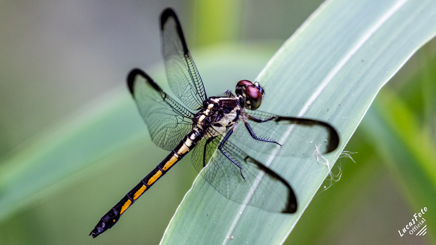 Slaty Skimmer dragonfly