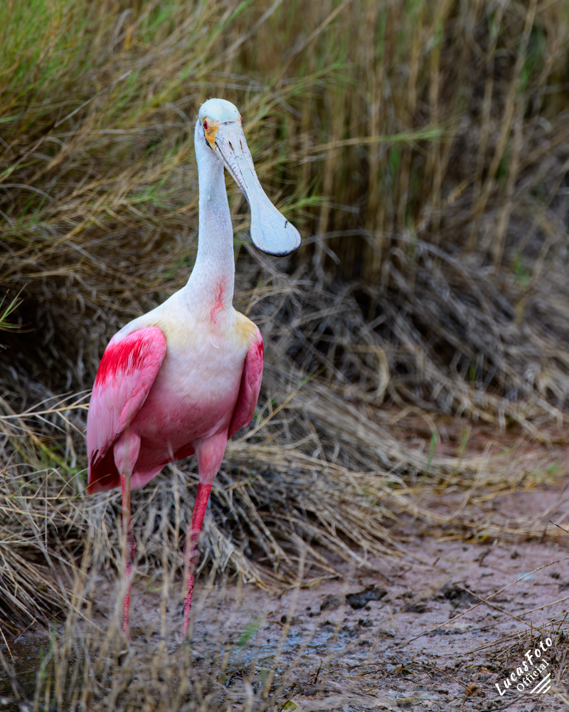 Roseate Spoonbill
