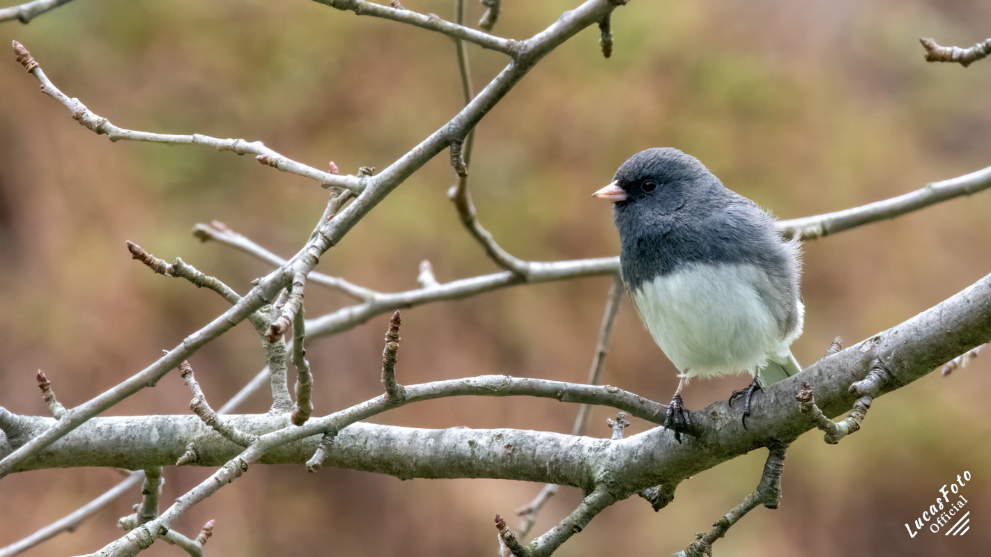 Dark-eyed Junco