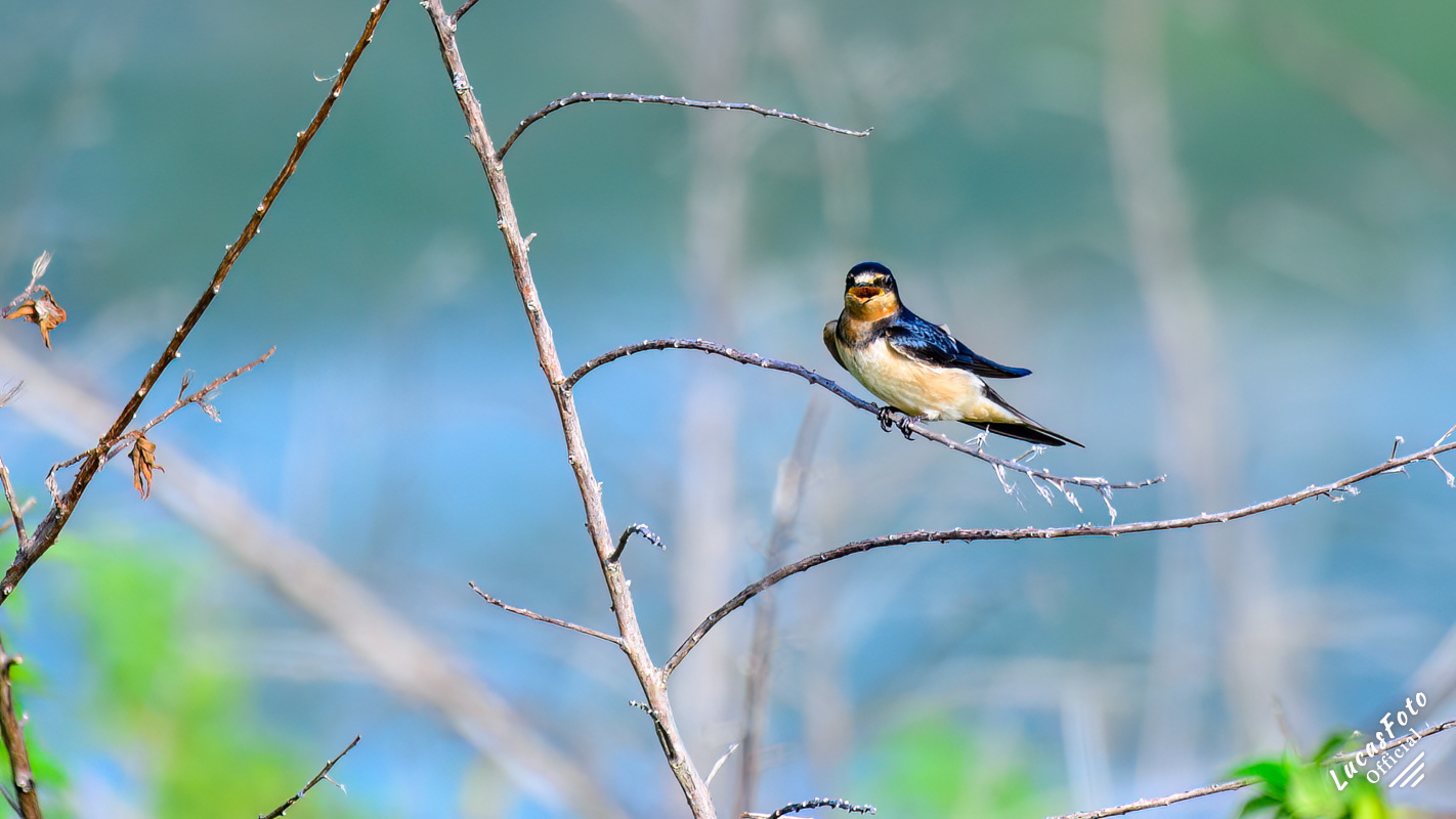 Barn Swallow
