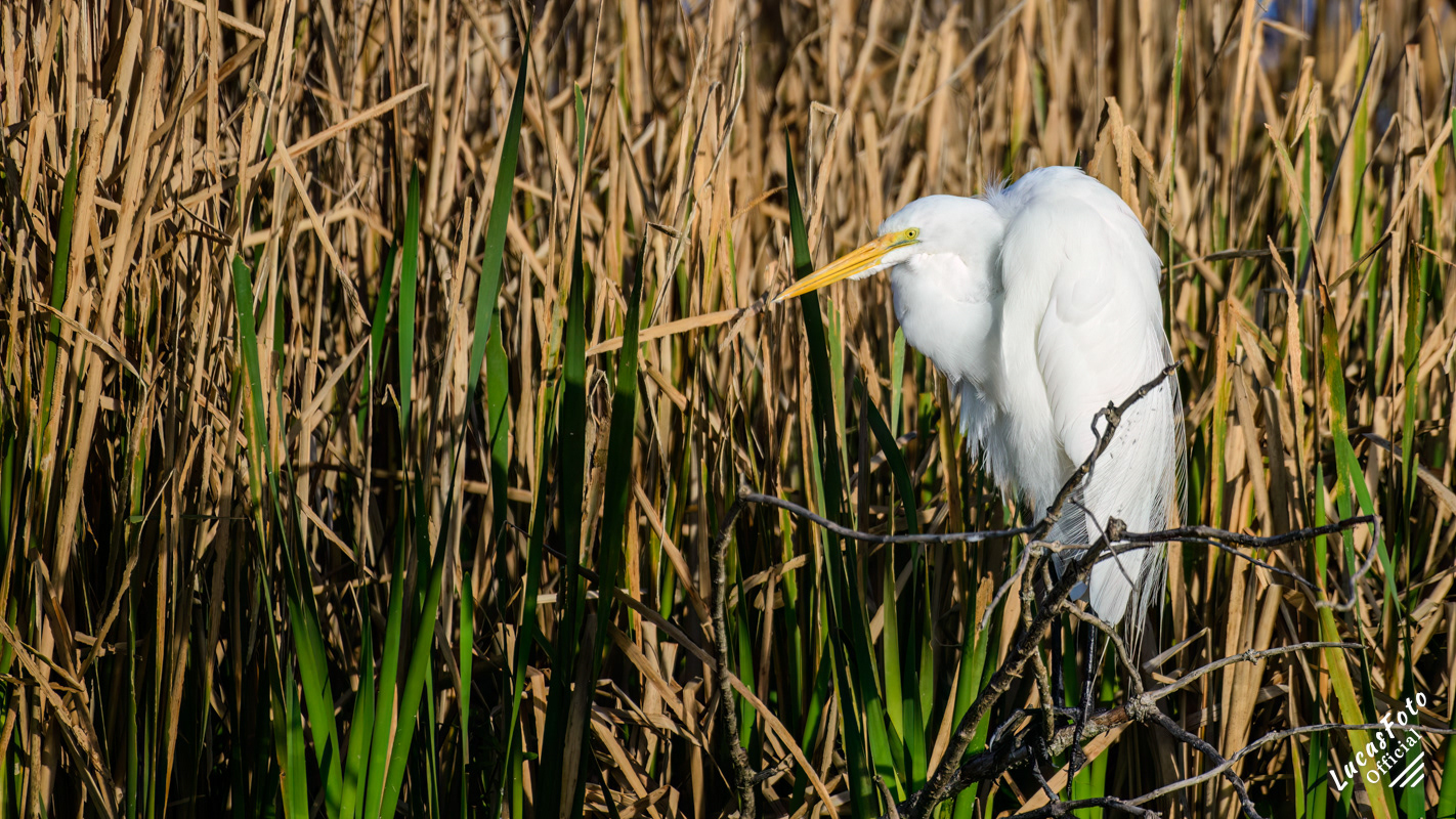 Great Egret