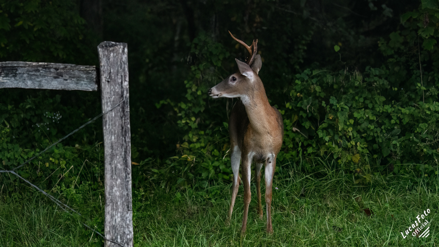 Whitetail