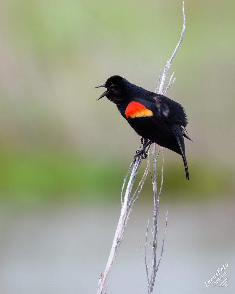 Red-winged Blackbird