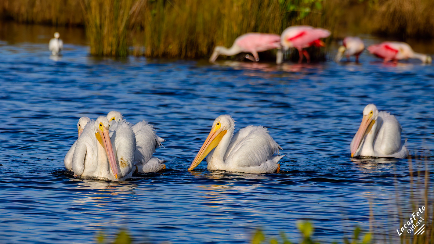 American White Pelican