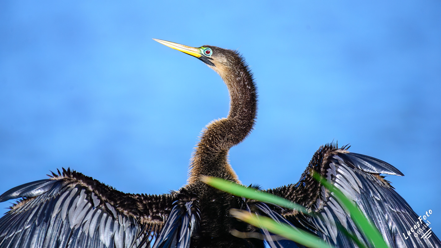 Double-crested Cormorant