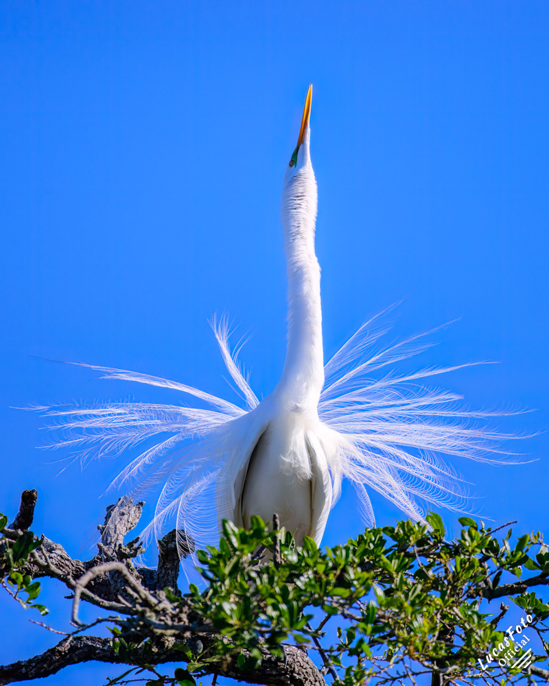 Great Egret
