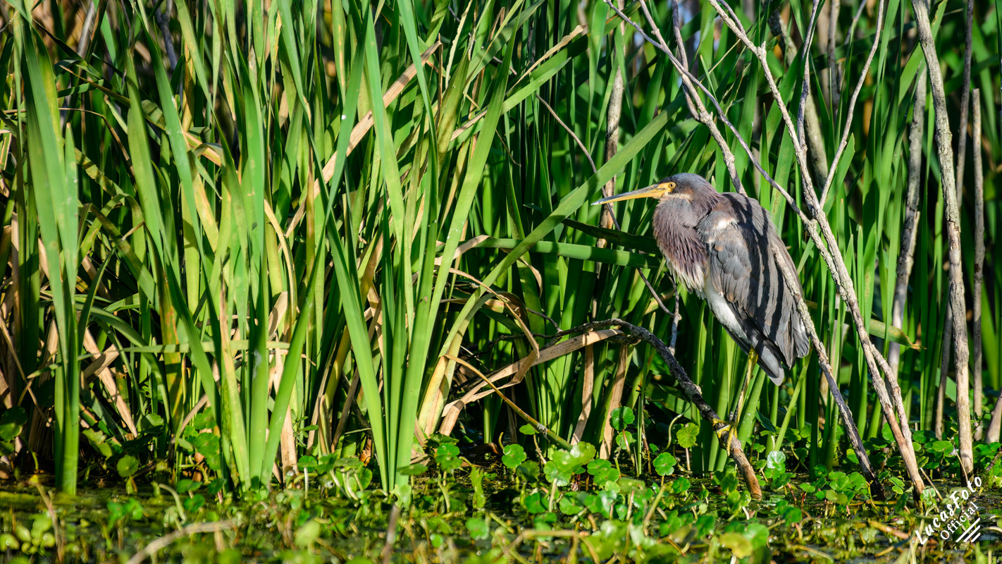 Tricolored Heron