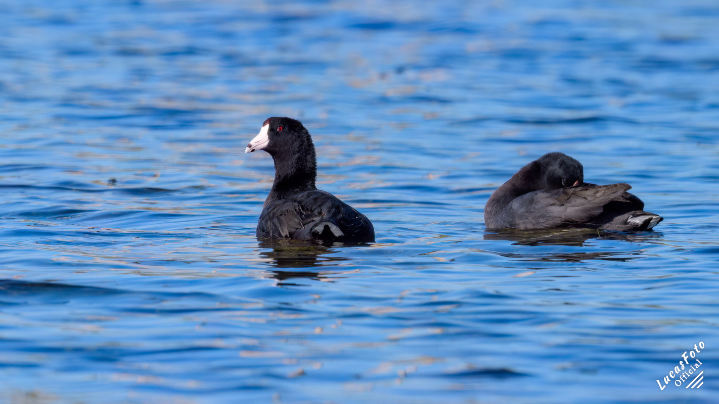 American Coot