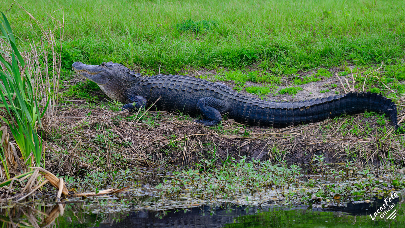 Alligator