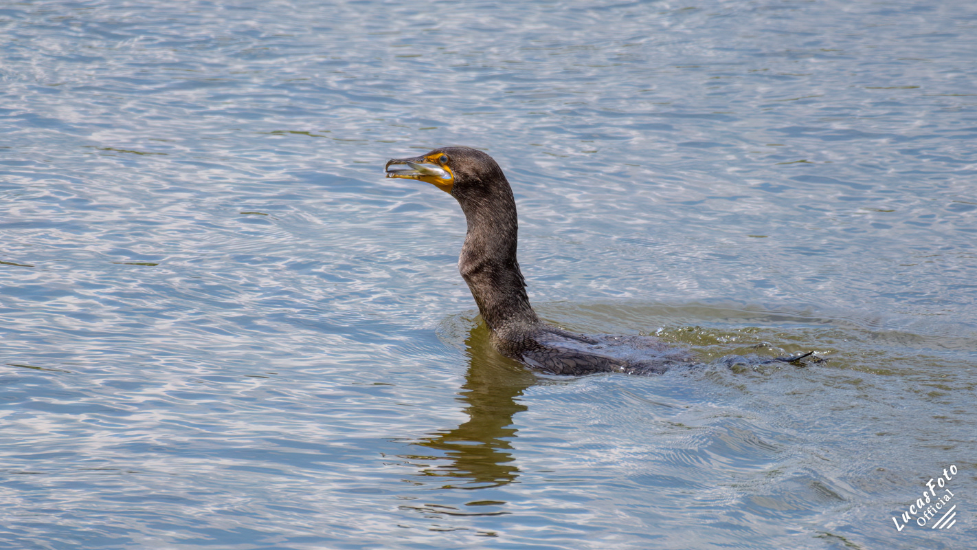 Double-crested Cormorant