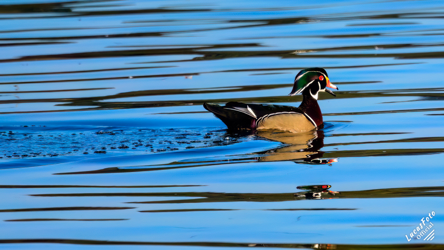 Wood Duck
