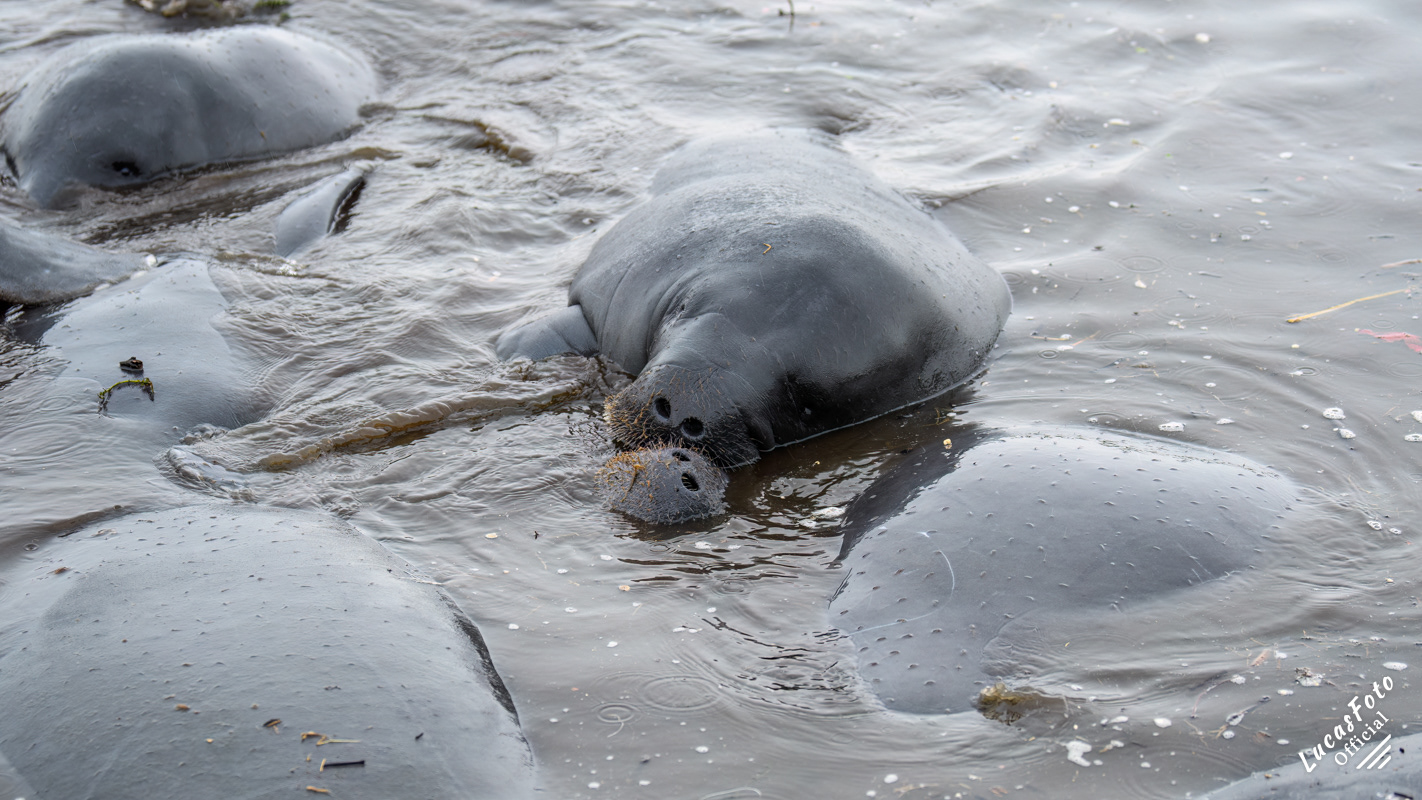 Manatee Mating Ball/Herd