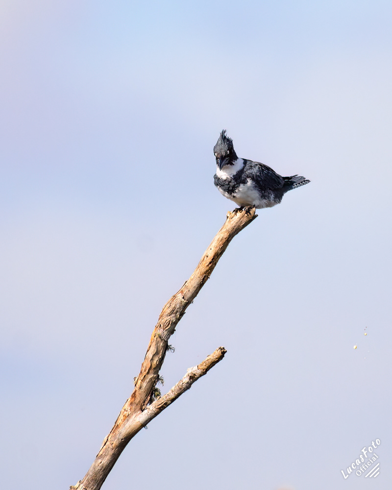 Belted Kingfisher