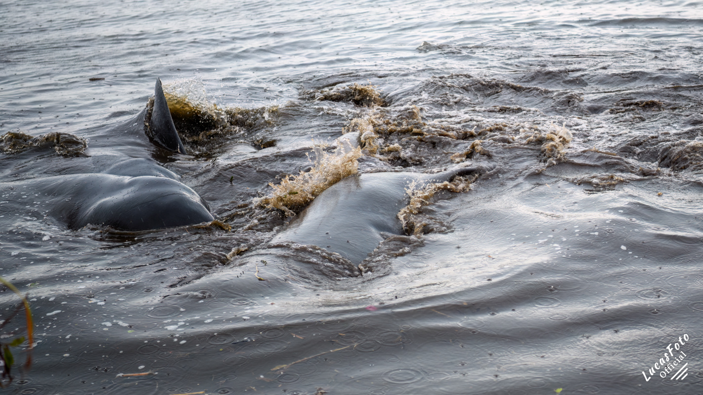 Manatee Mating Ball/Herd